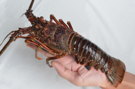 【 冷凍 伊勢海老 】天然 伊勢海老 1.0kg（2～4尾） 黒潮町 ［1083-2］