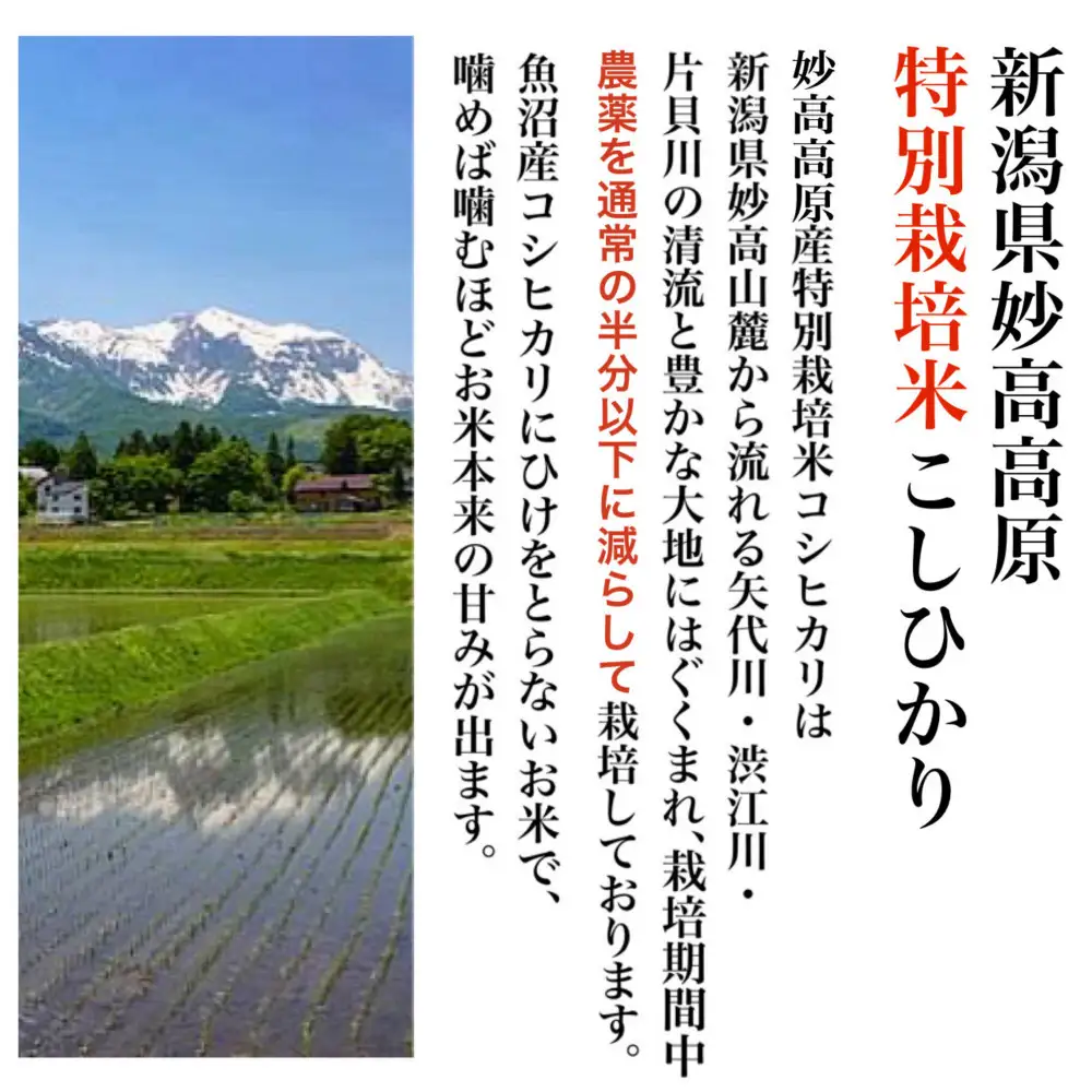 【令和8年産新米 定期便・先行予約】新潟県妙高高原減農薬特別栽培米  真空パック 900g×6袋　全12回