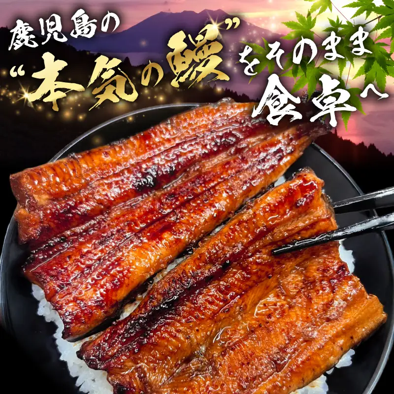 養殖日本一 鹿児島県産 うなぎ蒲焼職人仕上げ 2尾セット K399-001 ウナギ 蒲焼 養殖