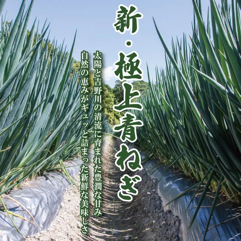 【12月~3月・7月のみ発送】 青ねぎ 5kg ネギ 葱 極上 薬味 国産