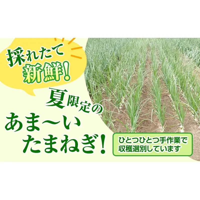 【2026年夏発送】富良野産 白玉ねぎ 雪景色 約5kg （約15～25玉）新玉ねぎ 野菜 甘い 新鮮 直送 玉ねぎ 玉葱 サラダ 北海道 富良野 幕田農園