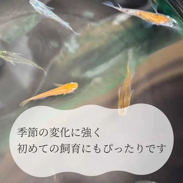 めだか おまかせセットA（10匹）メダカ 飼育 生体 観賞魚 魚 ペット おまかせ ミックス おすすめ 水槽 インテリア 生物 鑑賞 熱帯魚 アクアリウム 熱帯 淡水魚 243001