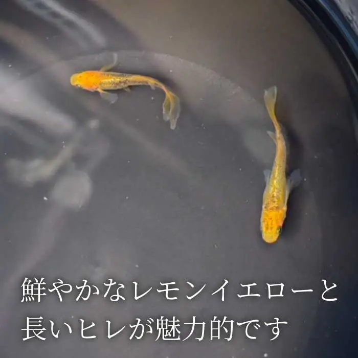 カナリア ひれ長 2匹（雄・雌 各1匹）めだか メダカ 飼育 生体 観賞魚 魚 ペット おまかせ ミックス おすすめ 水槽 インテリア 生物 鑑賞 熱帯魚 アクアリウム 熱帯 淡水魚 243004