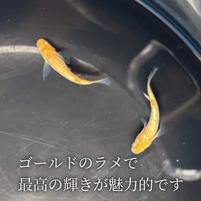 シトラスゴールド ひれ長 2匹（雄・雌 各1匹）めだか メダカ 飼育 生体 観賞魚 魚 ペット おまかせ ミックス おすすめ 水槽 インテリア 生物 鑑賞 熱帯魚 アクアリウム 熱帯 淡水魚 243005 