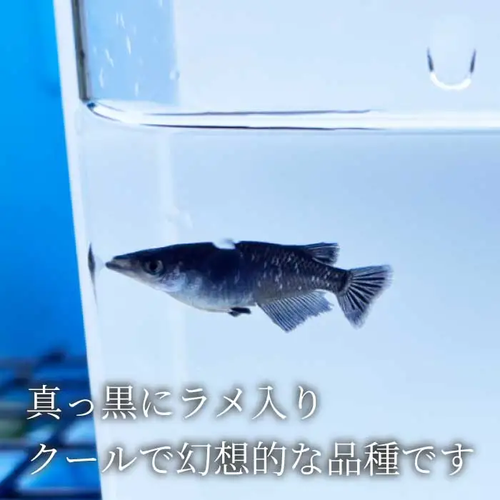 ブラックラメ 4匹（雄・雌 各2匹）めだか メダカ 飼育 生体 観賞魚 魚 ペット おまかせ ミックス おすすめ 水槽 インテリア 生物 鑑賞 熱帯魚 アクアリウム 熱帯 淡水魚  243006 