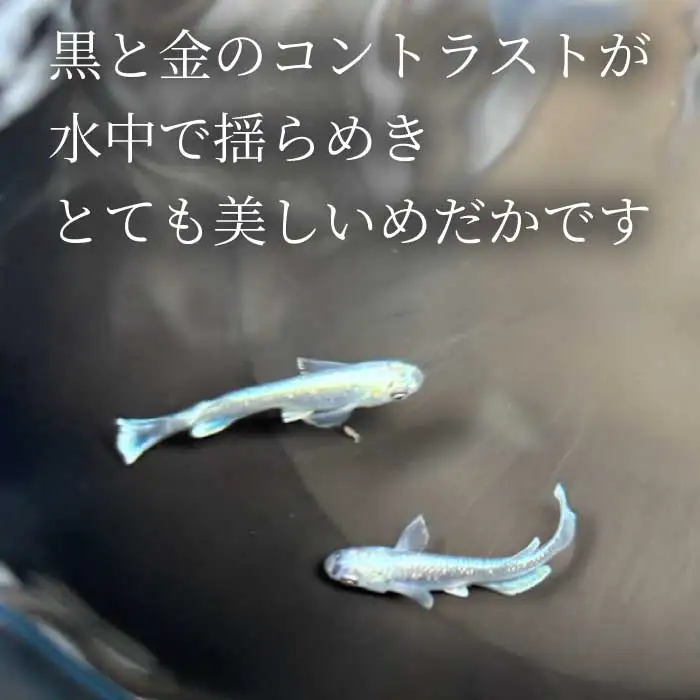クラウディオ 2匹（雄・雌 各1匹）めだか メダカ 飼育 生体 観賞魚 魚 ペット おまかせ ミックス おすすめ 水槽 インテリア 生物 鑑賞 熱帯魚 アクアリウム 熱帯 淡水魚 243008