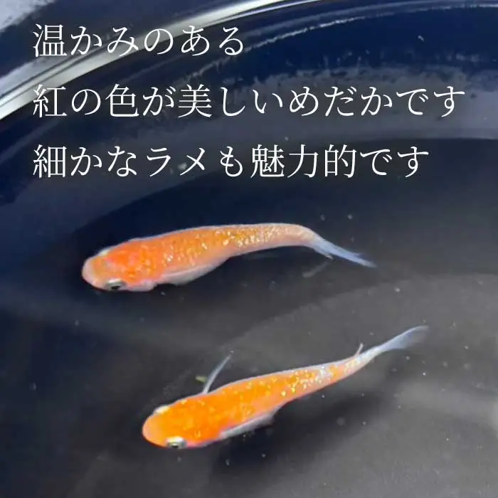 サンローズ 2匹（雄・雌 各1匹）めだか メダカ 飼育 生体 観賞魚 魚 ペット おまかせ ミックス おすすめ 水槽 インテリア 生物 鑑賞 熱帯魚 アクアリウム 熱帯 淡水魚 243009