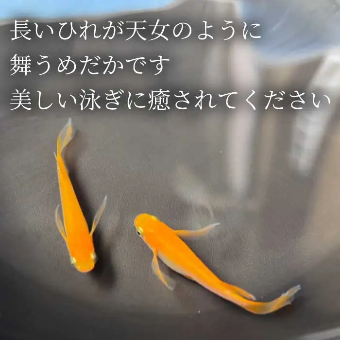 楊貴妃 ひれ長 4匹（雄・雌 各2匹）めだか メダカ 飼育 生体 観賞魚 魚 ペット おまかせ ミックス おすすめ 水槽 インテリア 生物 鑑賞 熱帯魚 アクアリウム 熱帯 淡水魚 243010 