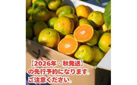 和歌山県産 ゆら早生みかん 10kg  / 和歌山県 柑橘 みかん 甘い 蜜柑 フルーツ 果物 くだもの 食品 人気  晩柑 おすすめ 送料無料 産地直送 由良町 ※2026年10月上旬頃～10月下旬頃に順次発送予定【kzmn003-r-10】