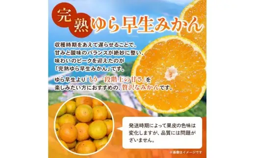完熟ゆら早生みかん 5kg / 和歌山県 柑橘 みかん 甘い 蜜柑 フルーツ 果物 くだもの 食品 人気  晩柑 おすすめ 送料無料 産地直送 由良町 ※ 2026年11月上旬頃から11月中旬頃に順次発送予定【kzmn004-kan-5】