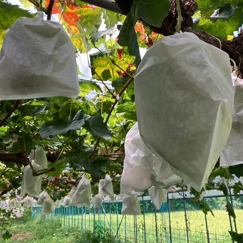 【先行受付|9月上旬頃より順次発送】岡山県産『オーロラブラック』　約1kg(2房)【配送不可地域：離島・北海道・沖縄県】【1726907】