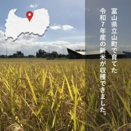 【令和7年産】精米 ヘルジアンウッド米 10kg 富山県産コシヒカリ【1726414】