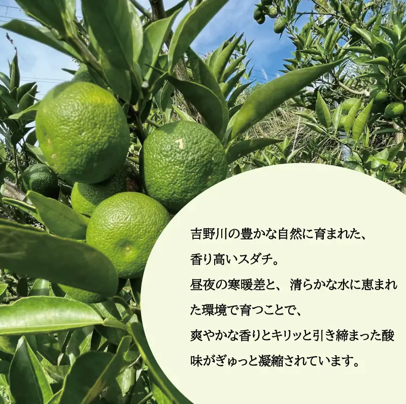 すだち 1kg 徳島県産すだち 2026年8月上旬～発送予定