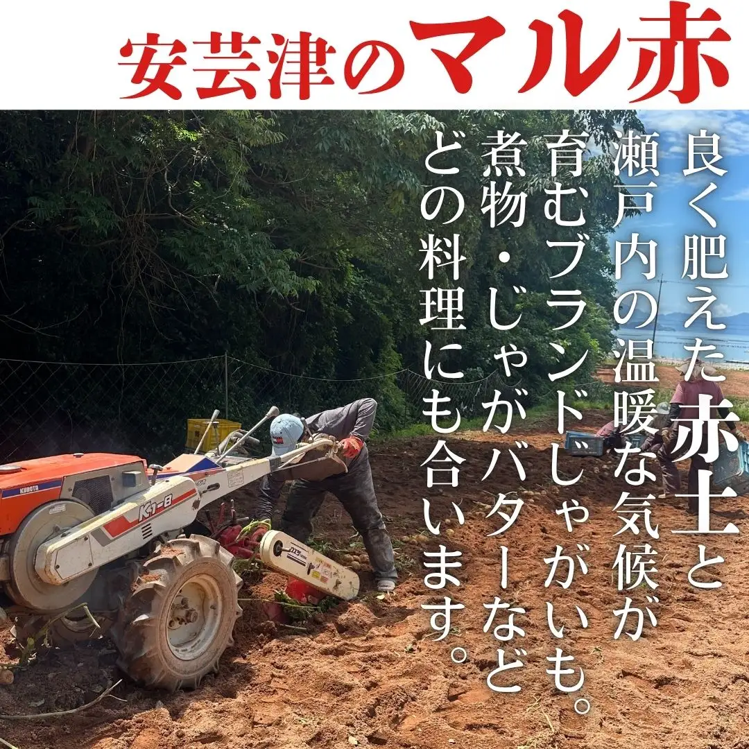 【予約商品】安芸津のじゃがいも　5kg【配送時期：7月上旬～下旬】