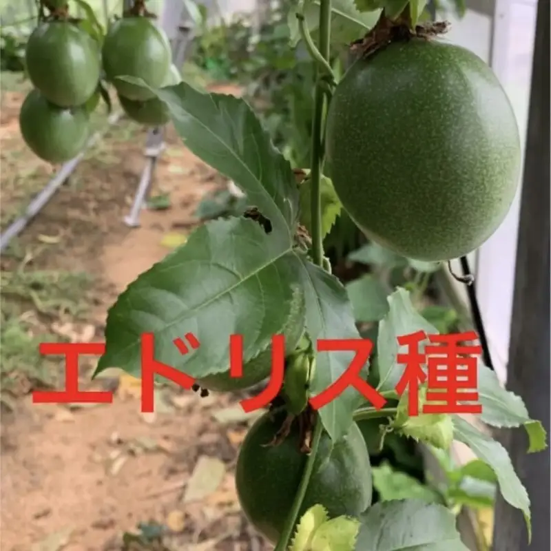 【0960-3】パッションフルーツ（家庭用 11個）《先行予約》6月上旬から順次発送