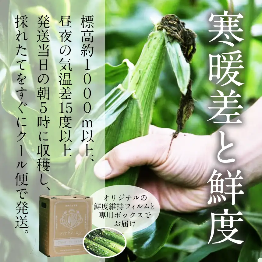 生で食べられる極上の 八ヶ岳 生 とうもろこし 10本入り【2026年7月中旬～発送】