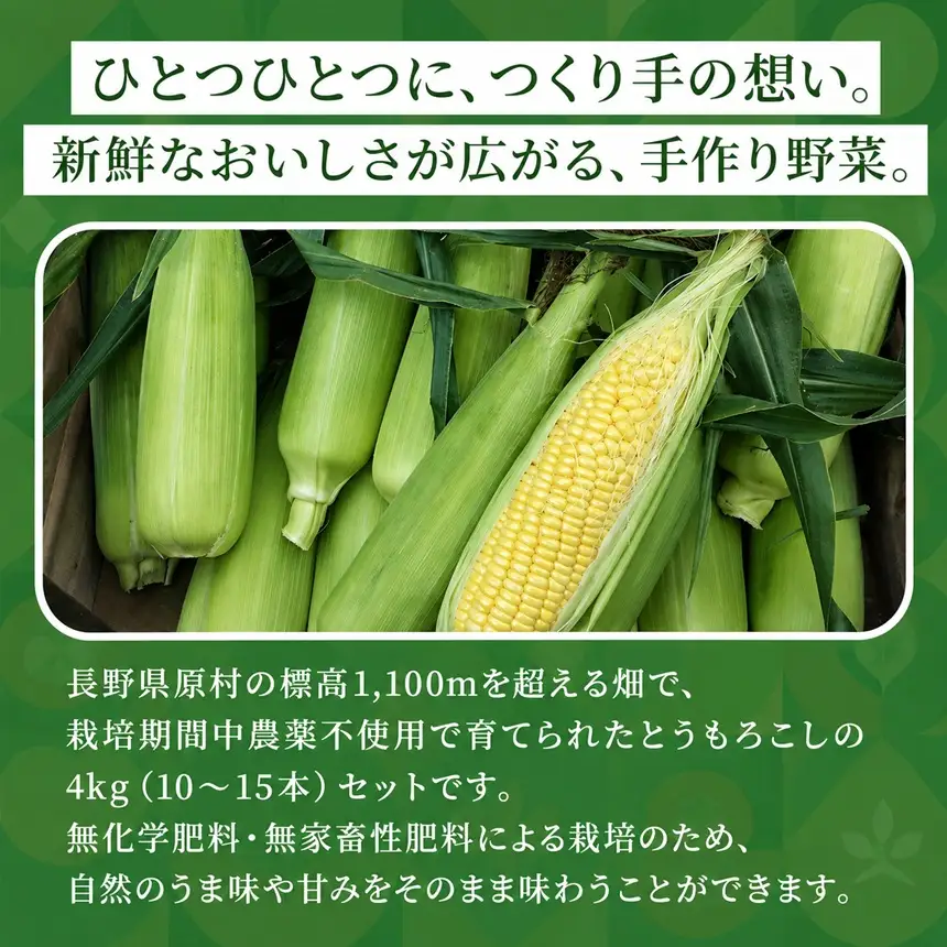 【栽培期間中農薬不使用・無化学肥料・無家畜性肥料で育てた】 朝採り とうもろこし 約4kg ( 10～15本 )【2026年7月下旬～発送】