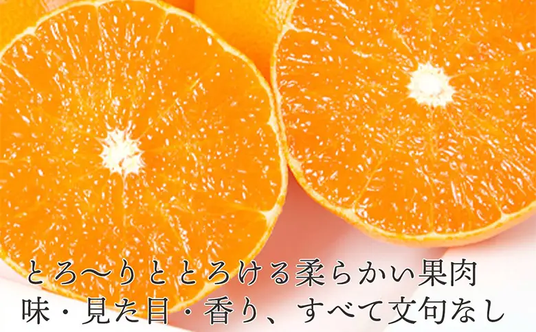 先行予約＜訳あり 愛媛県産せとか 合計約1.5kg＞ 『2027年2月以降順次出荷予定』ご家庭用 ご自宅用 お試し 芳醇 わけあり 果物 柑橘 フルーツ 高級柑橘 国産 とろける食感 濃厚 果汁 産地直送 特産品 ミヤモトオレンジガーデン 愛媛県 西予市【常温】ONM0002