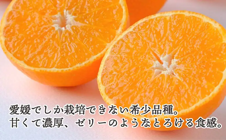 先行予約＜訳あり 愛媛県産 まごころまどんな 合計約1.5kg＞ 『2026年11月以降順次出荷予定』ご家庭用 ご自宅用 紅まどんな マドンナ お試し わけあり 果物 柑橘 フルーツ 高級 国産 濃厚 果汁 産地直送 ミヤモトオレンジガーデン 愛媛県 西予市【常温】ONM0011