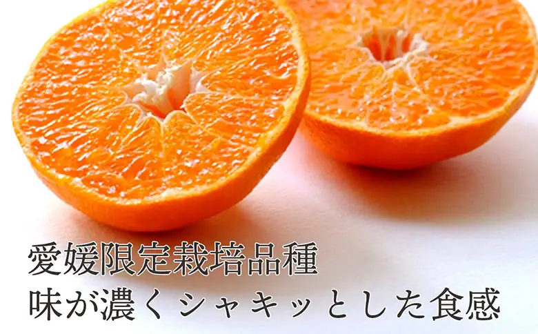 先行予約＜訳あり 甘平 愛媛限定高級柑橘 合計約1.5kg＞ 『2027年1月以降順次出荷予定』かんぺい ご家庭用 ご自宅用 食感 高級柑橘 希少 お試し わけあり 果物 柑橘 フルーツ 高級 国産 果汁 産地直送 ミヤモトオレンジガーデン 愛媛県 西予市【常温】ONM0014