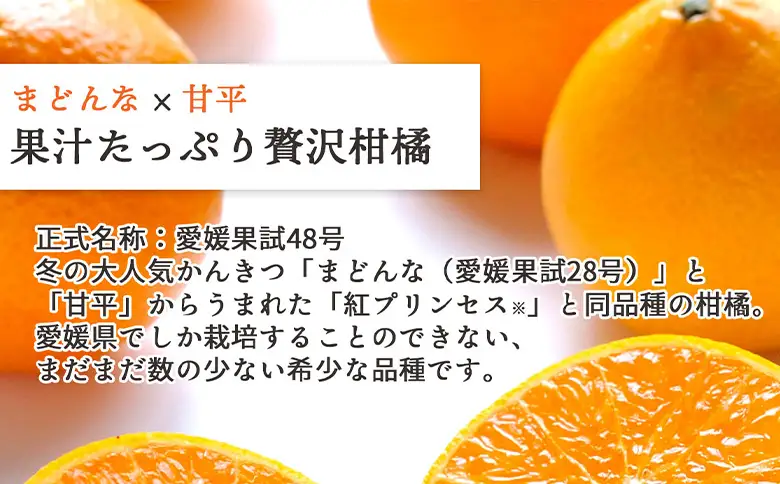 先行予約＜訳あり 愛媛県産 愛媛果試48号 合計約1kg＞ 『2027年3月以降順次出荷予定』紅プリンセス ご家庭用 ご自宅用 高級柑橘 希少 お試し 果物 柑橘 フルーツ 高級 国産 濃厚 果汁 産地直送 特産品 ミヤモトオレンジガーデン 愛媛県 西予市【常温】ONM0016