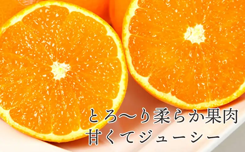先行予約＜訳あり 愛媛県産 清見 合計約1.5kg＞ 『2026年4月中旬～6月末順次出荷』きよみ 溢れる果汁 ご家庭用 ご自宅 お試し わけあり 果物 柑橘 フルーツ オレンジ 国産 濃厚 果汁 産地直送 特産品 ミヤモトオレンジガーデン 愛媛県 西予市【常温】ONM0019