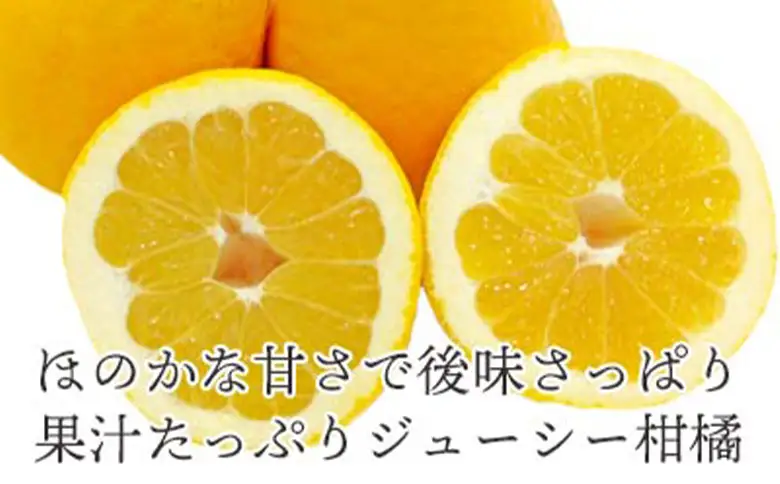 先行予約＜訳あり 愛媛県産 河内晩柑 合計約1.5kg＞ 『2026年4月下旬以降順次出荷予定』ばんかん 和製 グレープフルーツ ご家庭用 ご自宅 蜜柑 果肉 果物 柑橘 フルーツ オレンジ 国産 産地直送 ミヤモトオレンジガーデン 愛媛県 西予市【常温】ONM0013