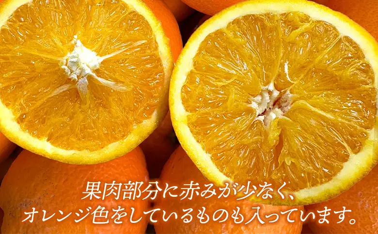 先行予約＜訳あり 愛媛県産 ブラッドオレンジ 合計約1.5kg＞ 『2027年2月以降順次出荷予定』タロッコ 希少 赤い みかん ご家庭用 ご自宅 蜜柑 果肉 果物 柑橘 フルーツ オレンジ 国産 濃厚 産地直送 ミヤモトオレンジガーデン 愛媛県 西予市【常温】ONM0009