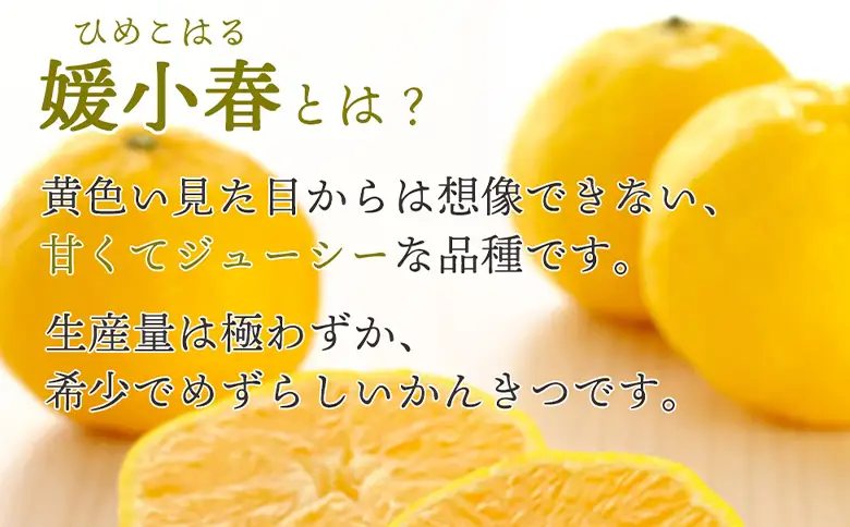 先行予約＜訳あり 愛媛県産 媛小春 合計約1.5kg＞ 『2027年1月以降順次出荷予定』ひめこはる 幻の柑橘 ご家庭用 ご自宅 蜜柑 愛媛県産 果肉 お試し 果物 柑橘 フルーツ オレンジ 国産 濃厚 産地直送 ミヤモトオレンジガーデン 愛媛県 西予市【常温】ONM0020