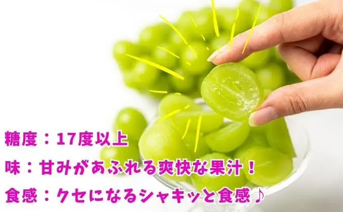 【2026年7月下旬から順次発送】シャインマスカット 約500g 1房 化粧箱 贈答用