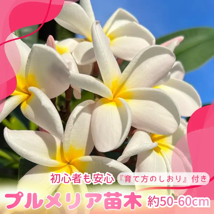 【季節限定】種子島 プルメリア 苗木 1鉢　NFN672 【300pt】 //  ハワイアンフラワー 南国 植物 苗木 花 観葉植物 芳香