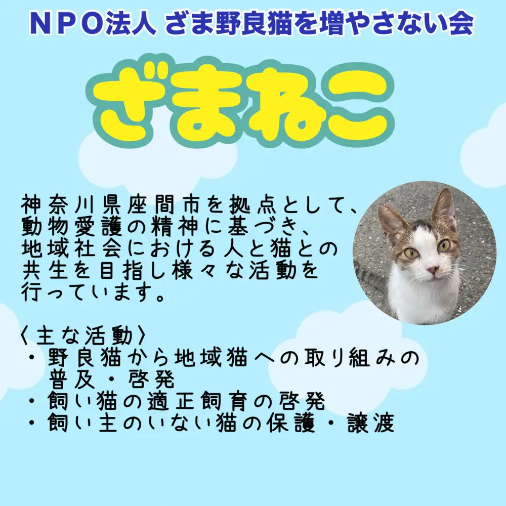 【返礼品なし】地域猫・保護猫譲渡活動支援　NPO法人ざま野良猫を増やさない会 3,000円 | 猫 ねこ 動物 保護 愛護 譲渡 保護活動 応援 支援 寄附