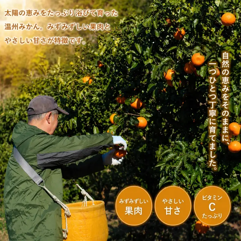 温州みかん 10kg 大玉 サイズ混合 / 温州 みかん 柑橘 由良町 果物 フルーツ 小玉 大玉 サイズ混合 くだもの 産地直送 和歌山 ※2026年11月中旬から12月下旬頃に順次発送【ism004-l-10】