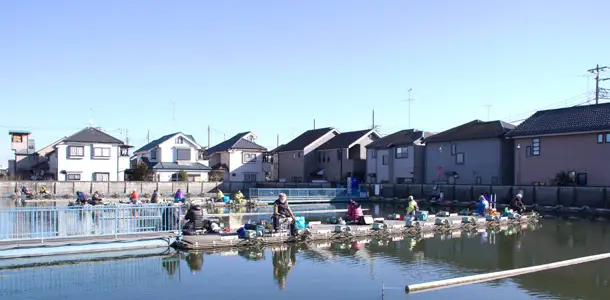 府中へら鮒センター/へら鮒釣り　シニア６０歳以上１日券※釣り竿要持参