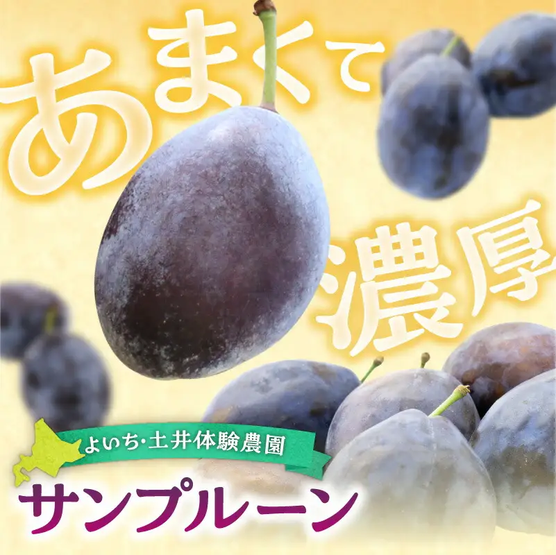 【先行予約：2026年9月中旬以降発送】小玉で食べやすい！ 余市産 生プルーン 1.6kg サンプルーン 甘酸っぱい_Y127-0018