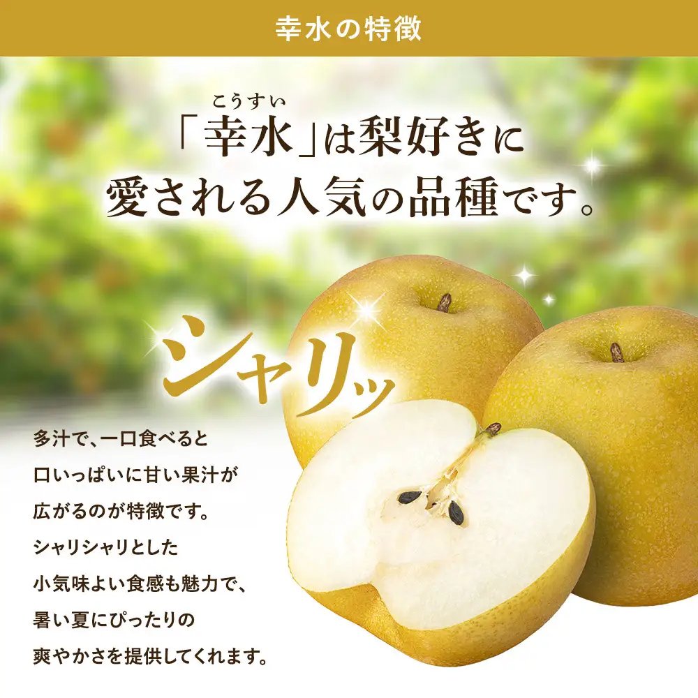 金城果樹園　梨「幸水」約5kg（10～16玉入）2026年8月中旬～ ｜ 梨 