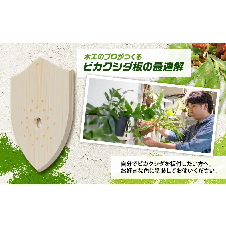 ビカクシダ板 SeamBoard A型 Mサイズ ビカクシダ コウモリラン 板付け 壁掛け 観葉植物 植物 おしゃれ インテリア 室内 無塗装 ギフト プレゼント 育てやすい 株式会社アサヒ 送料無料 愛知県 あま市
