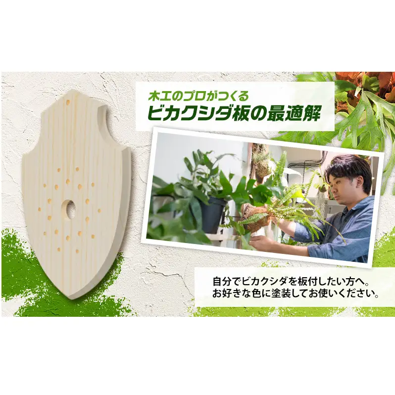 ビカクシダ板 SeamBoard B型 Mサイズ ビカクシダ コウモリラン 板付け 壁掛け 観葉植物 植物 おしゃれ インテリア 室内 無塗装 ギフト プレゼント 育てやすい 株式会社アサヒ 送料無料 愛知県 あま市