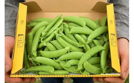 【先行予約6月上旬】甘くてシャキシャキ！スナップエンドウ 3kg えんどう豆_Y124-0050