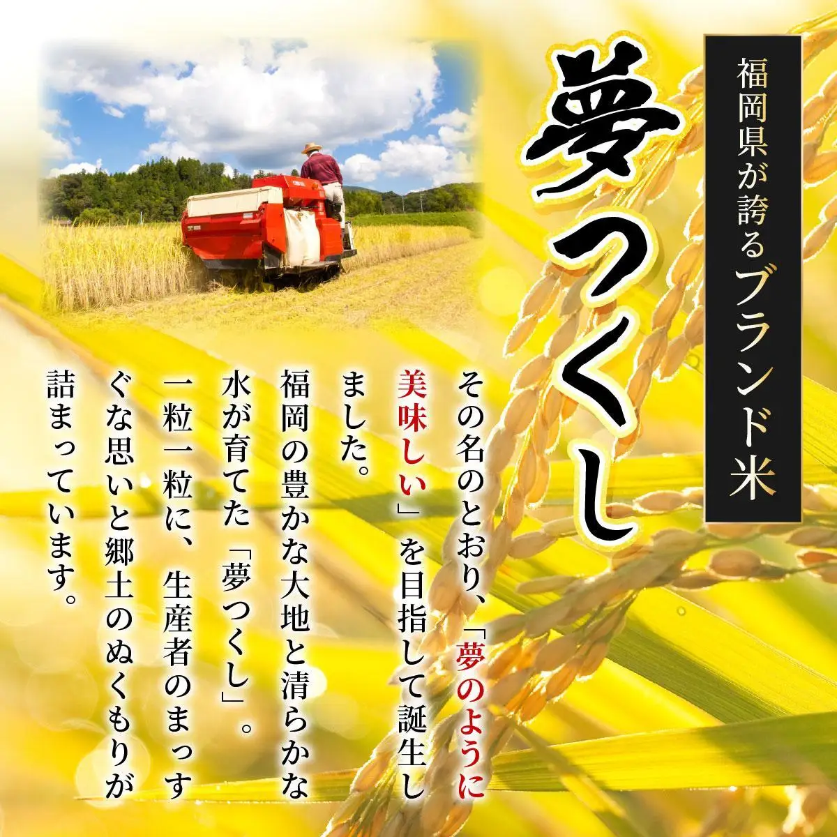 【令和7年産】福岡県産夢つくし10kg