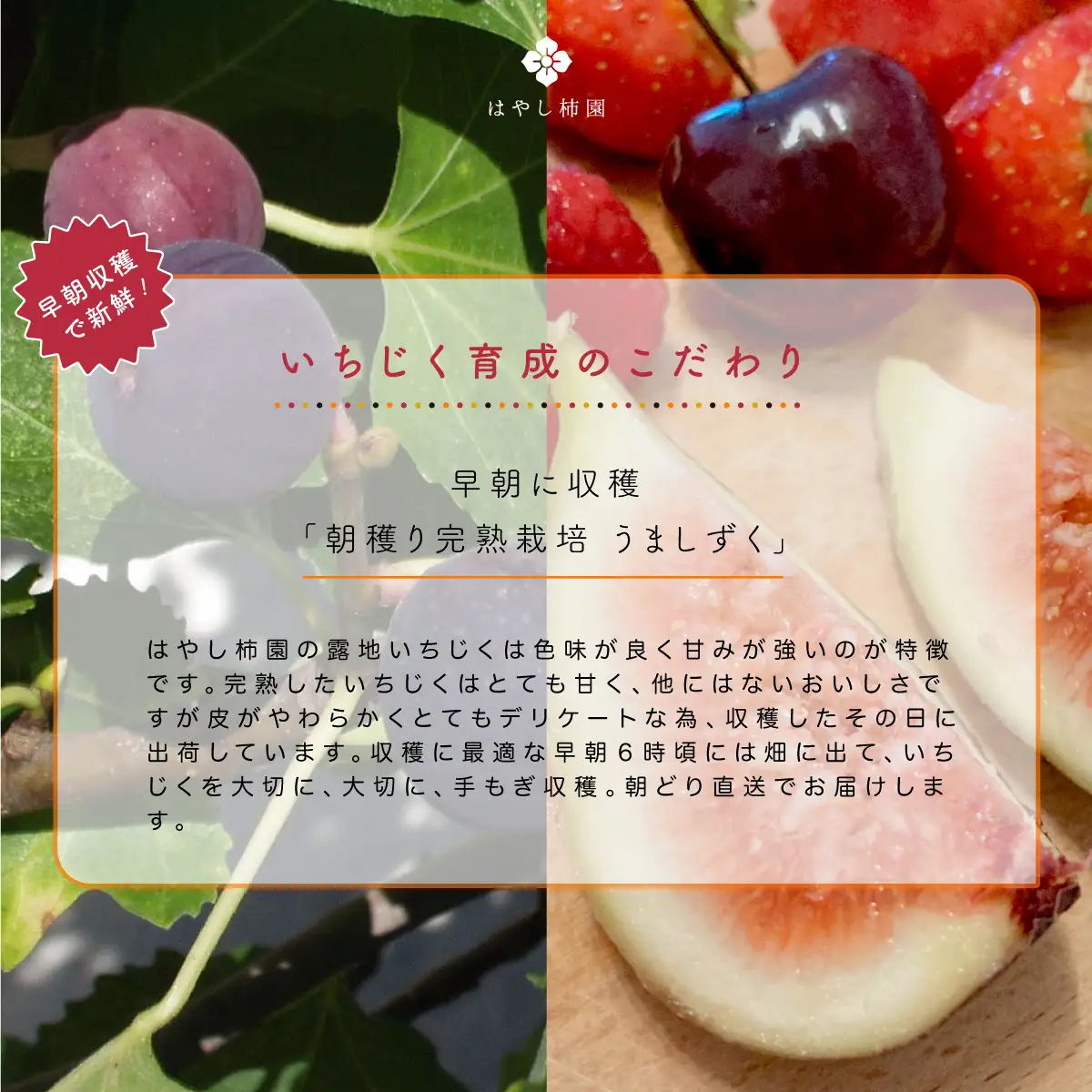 【先行予約】上品な甘みとうまみ！林柿園のいちじく うましずく400g×4P 約1.6kg | 無花果 イチジク 果物 くだもの フルーツ 生 甘い 朝ごはん 朝食 デザート お取り寄せ 国産 産直 岐阜県 瑞穂市 ※2026年8月～発送