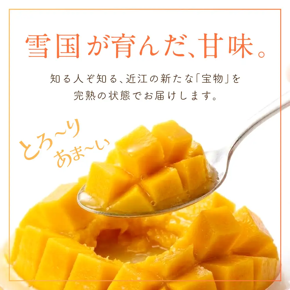 【期間限定】《2026年9月15日まで》アップルマンゴー 2Lサイズ コバヤシ化成 滋賀県 東近江市 A-G26 マンゴー 完熟 予約 冷蔵 フルーツ 果物 濃厚 期間限定 国産 本格 産地直送