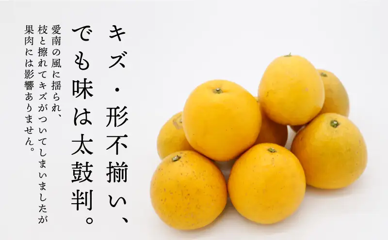 訳あり 愛南ゴールド 河内晩柑 小玉 8kg