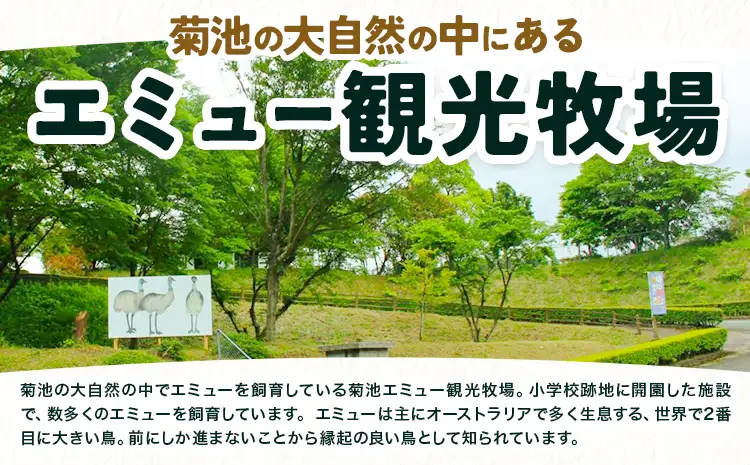 エミューのたまごアイス 8個入り エミュー観光牧場 《30日以内に出荷予定(土日祝除く)》 熊本県 菊池市 卵 たまご エミュー 食用卵 アイス デザート 国産 熊本県産 産地直送 送料無料