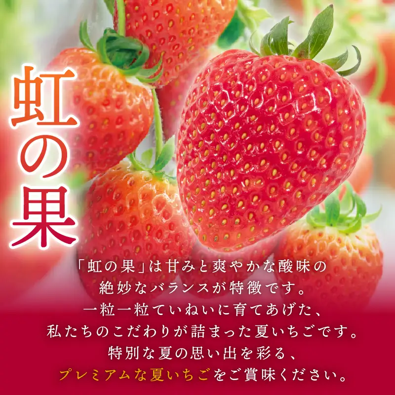 虹の果 夏 いちご 1箱 400g ~ 300g (M~LLサイズ) 冷蔵 贈答用