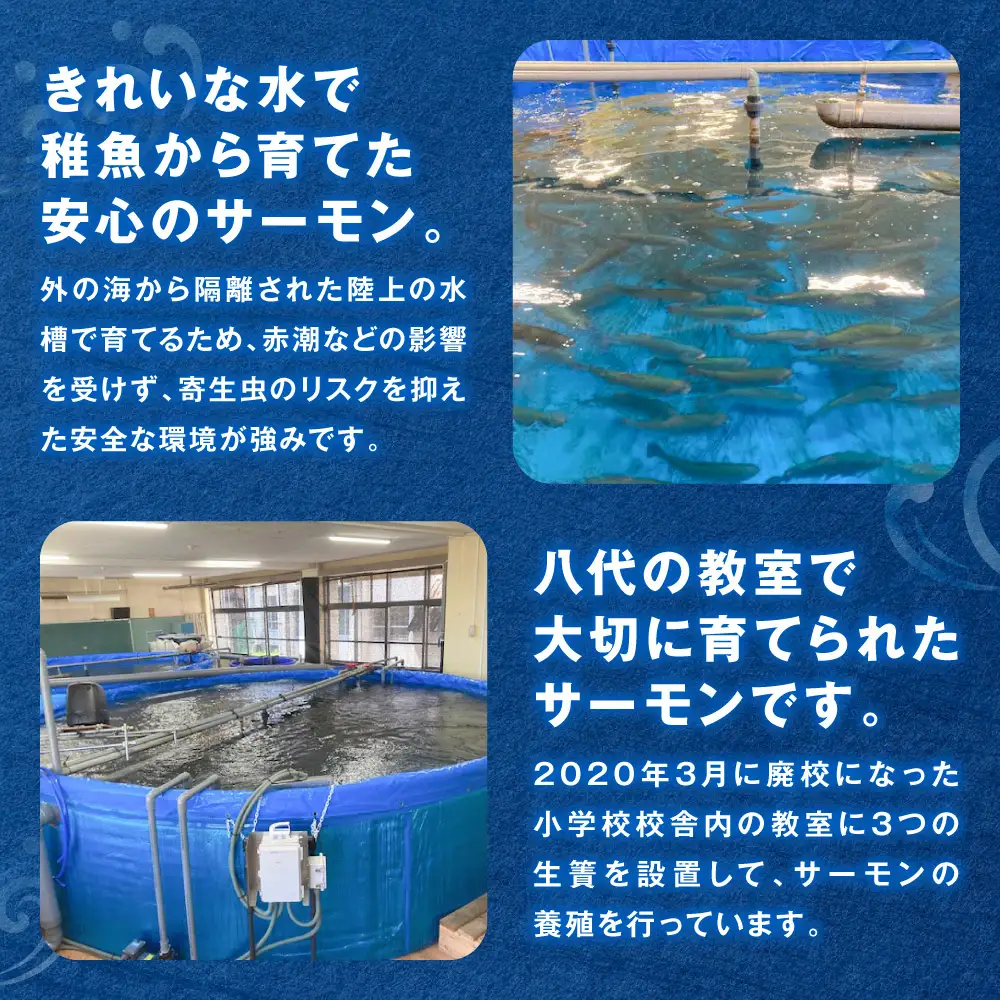 八代 教室育ち サーモン フィレ 800g以上 刺身 サーモン