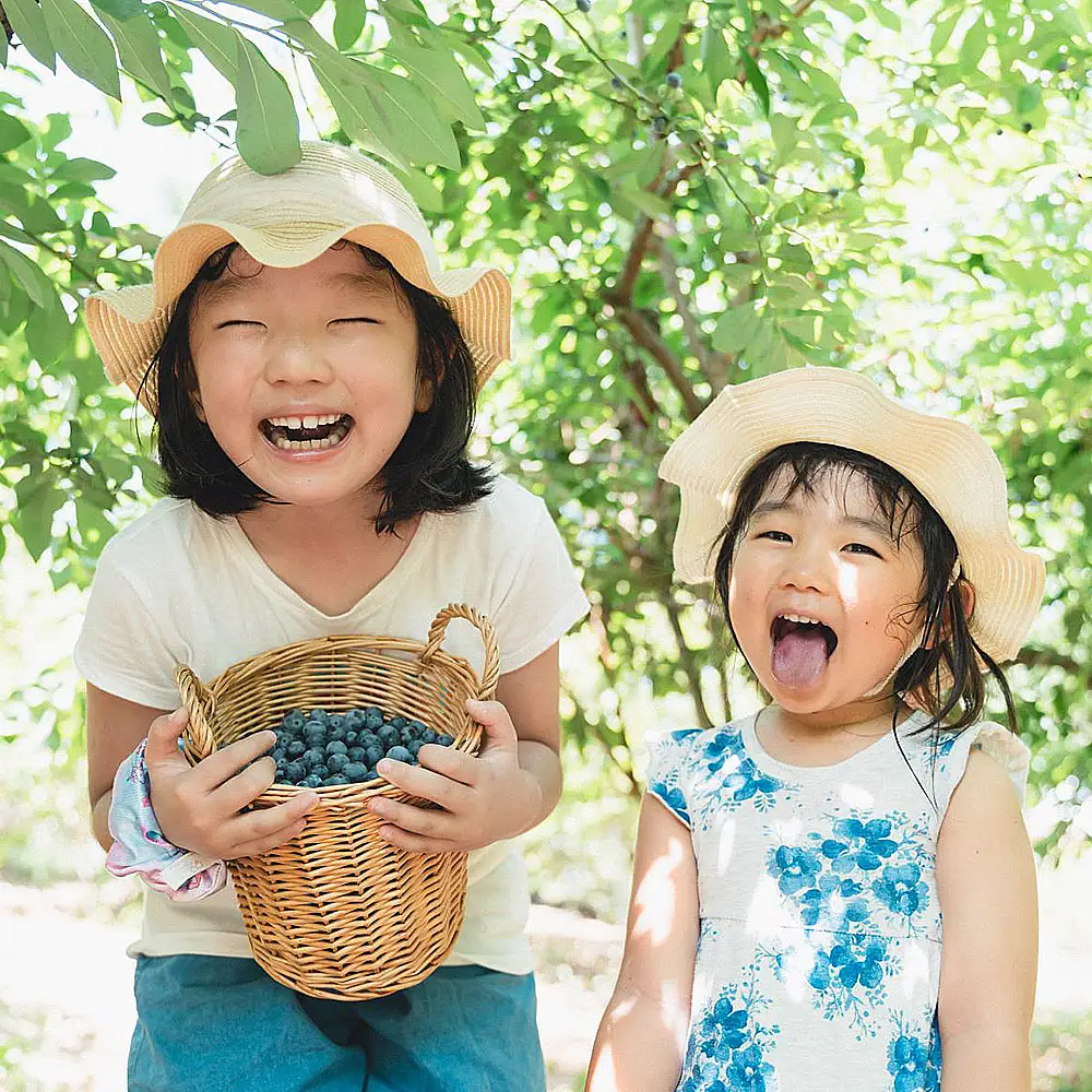 ブルーベリー摘み取りクーポン（1500円相当分） ／ ブルーベリー 摘み取り 体験 農園 収穫体験 夏 レジャー 家族 おでかけ デート 自然体験 食育 フルーツ狩り 完熟 フレッシュ 甘い 旬 週末 アウトドア 旅行プラン 美里町 埼玉県 [No.240]