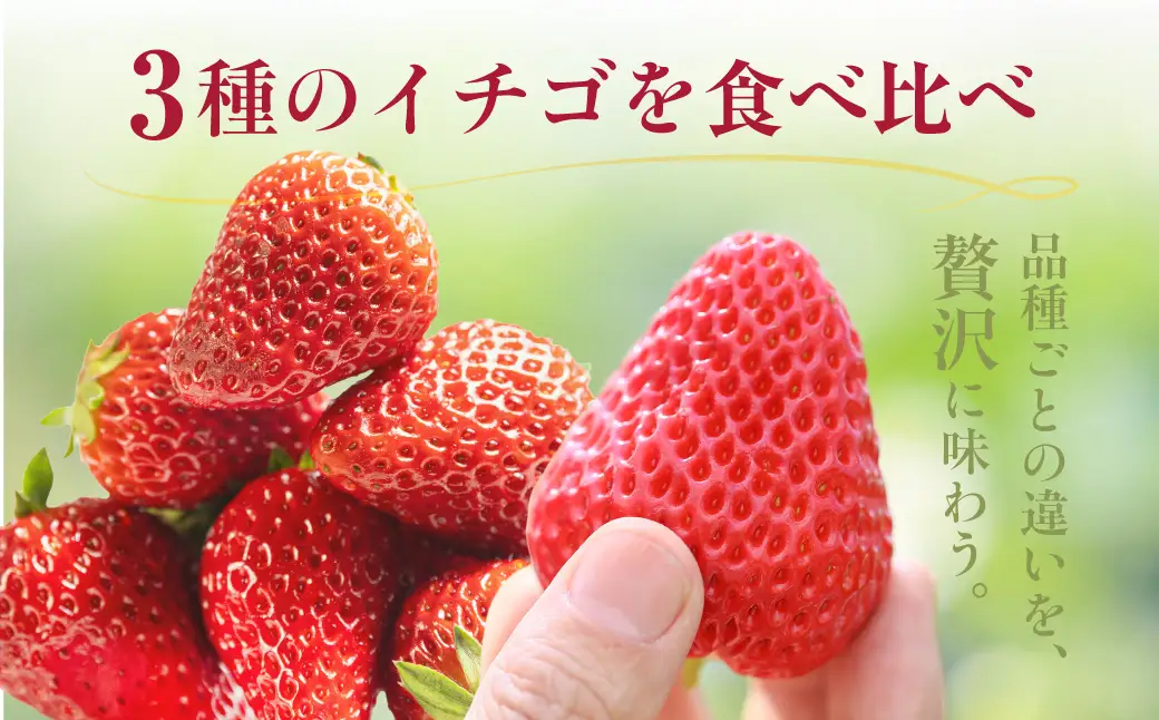 3種いちご食べ比べ 2箱 紅ほっぺ 章姫 苺