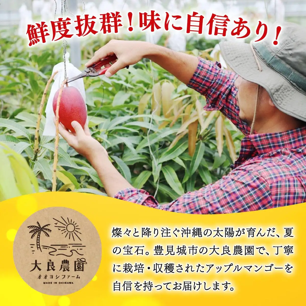 【2026年夏発送】【先行予約】プレミアム アップルマンゴー！1kg箱(2～3玉)