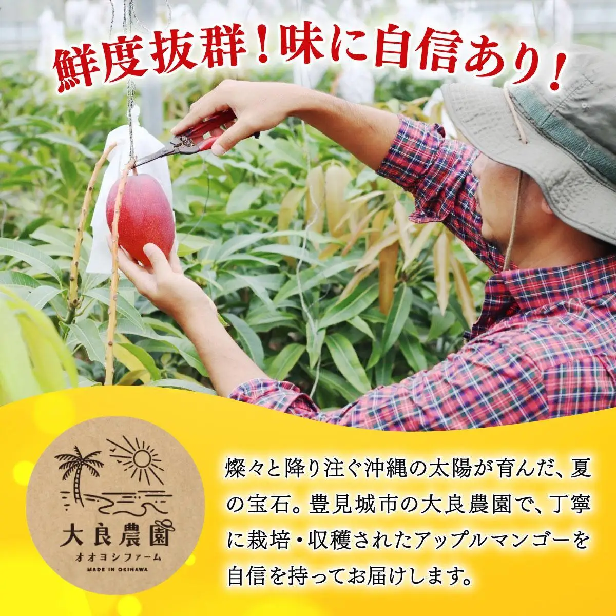 【2026年夏発送】【先行予約】プレミアム アップルマンゴー！2kg箱(4～6玉)